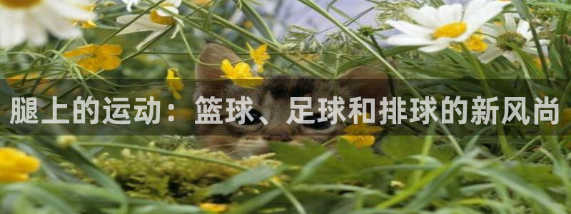 77体育：腿上的运动：篮球、足球和排球的新风尚